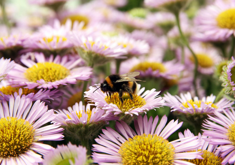 Pollinator-Friendly and Subtle Winter Interest.