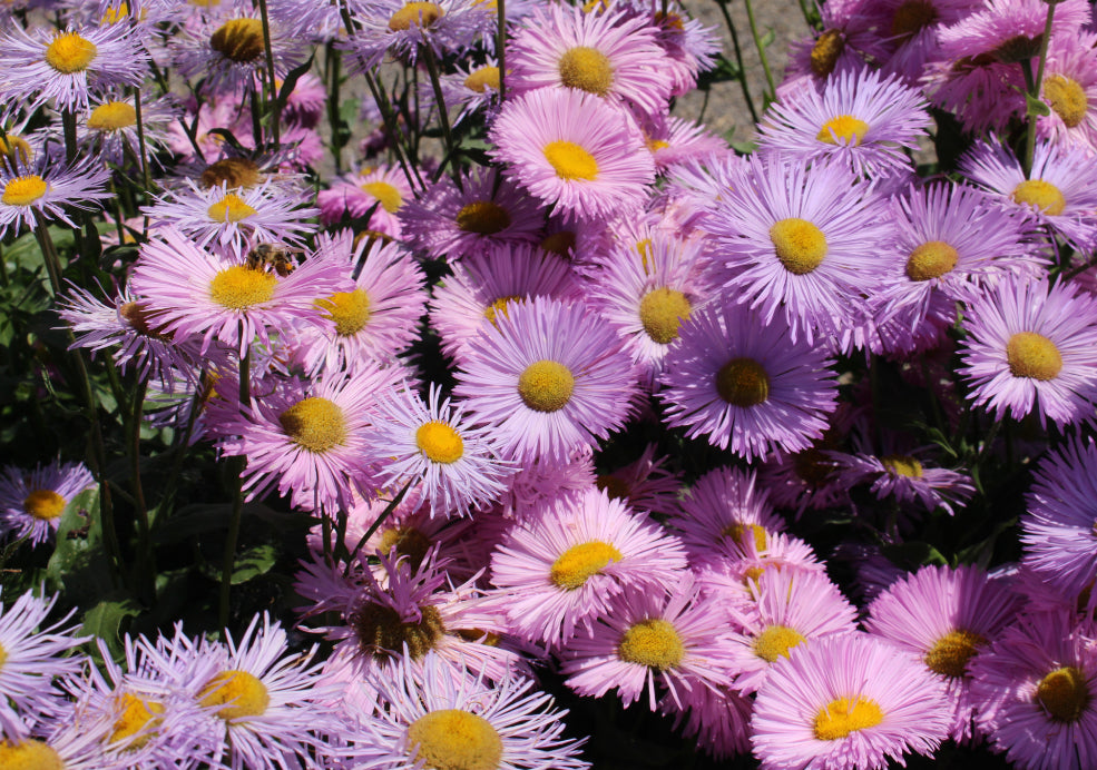 Erigeron: A Delightful Daisy with Long-Lasting Blooms.