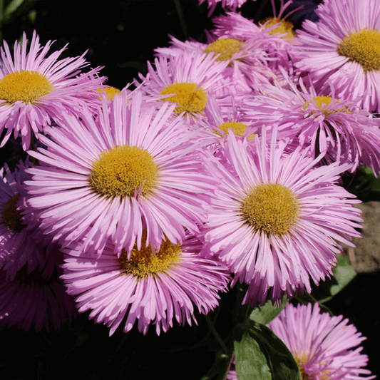 Erigeron 'Pink Jewel'