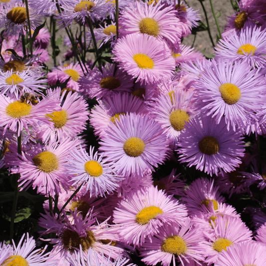 Erigeron 'Pink Jewel'