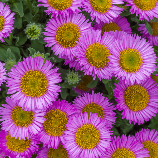 Erigeron Glaucus 'Sea Breeze'