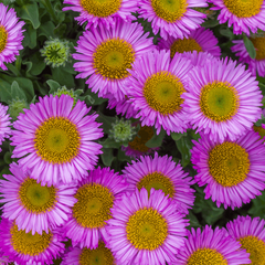 Erigeron glaucus 'Sea Breeze'