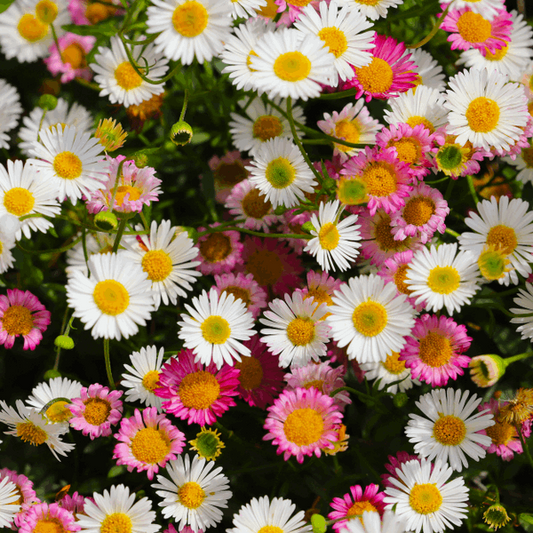 Erigeron karvinskianus