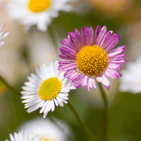 Erigeron karvinskianus