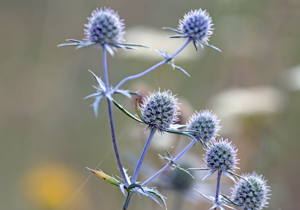 Eryngium: A Striking Beauty with Architectural Appeal.