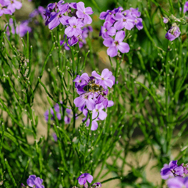 Erysimum 'Bowles's Mauve'