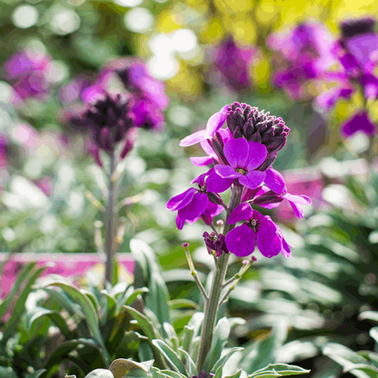 Erysimum 'Bowles's Mauve'