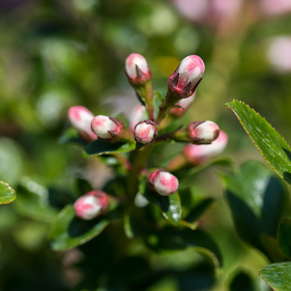 Close-up of Escallonia Apple Blossom pink buds, ready to unfurl amid lush green leaves, showcasing the elegance typical of an evergreen shrub.