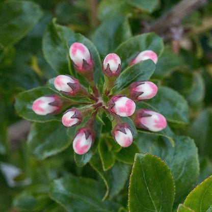 The Escallonia Apple Blossom is a charming evergreen shrub featuring clusters of pink apple blossom blooms and white flower buds surrounded by green leaves.