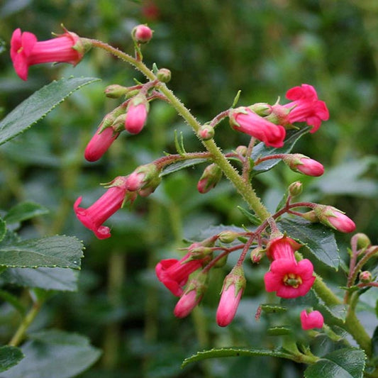 Crimson blossoms adorn the pink tubular flowers of Escallonia Crimson Spire, set against a green leafy stem and blurred background, making it an ideal choice for an informal hedge.