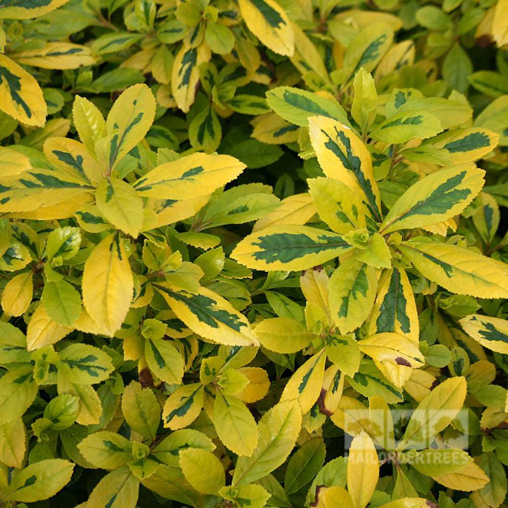 A close-up of the Evergreen Shrub Escallonia Gold Ellen - Golden Escallonia highlights its bright green and glossy yellow variegated leaves with intricate patterns and contrasting colors.