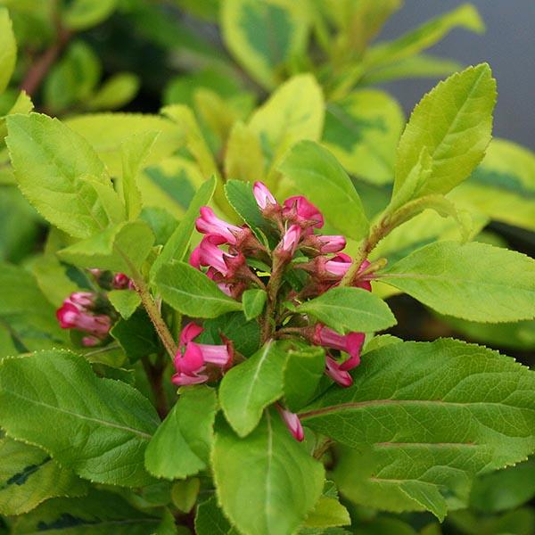 Close-up of Escallonia Gold Ellen, showcasing pink flowers, glossy yellow leaves, and green foliage that capture the vibrant essence of this evergreen shrub.