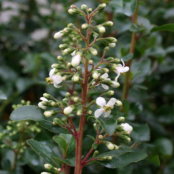 Close-up of a White Escallonia (Escallonia Iveyi) plant, displaying fragrant white flowers along a reddish stem, surrounded by lush green leaves.