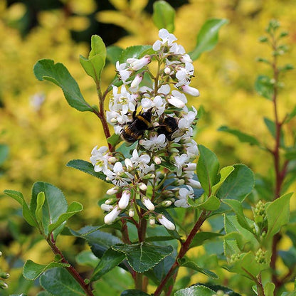 A bumblebee on a cluster of fragrant white flowers surrounded by evergreen leaves, possibly the Escallonia Iveyi - White Escallonia.