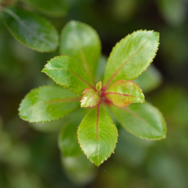 A close-up of the Escallonia Red Dream plant highlights its young green leaves and red-tinted stems, showcasing its glossy foliage.