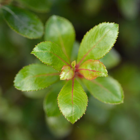 Escallonia Red Dream - Escallonia