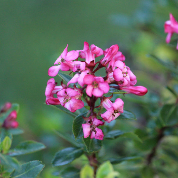 A cluster of Escallonia Red Dreams scarlet red-pink flowers stands out against the glossy foliage in the background.