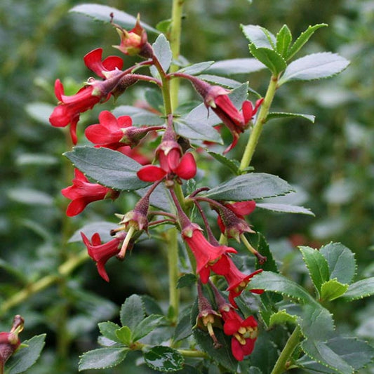 Close-up of the Escallonia Red Elf, an evergreen plant with small, red, tubular flowers and green leaves against a blurry green backdrop, creating a striking contrast often found in shrub gardens.