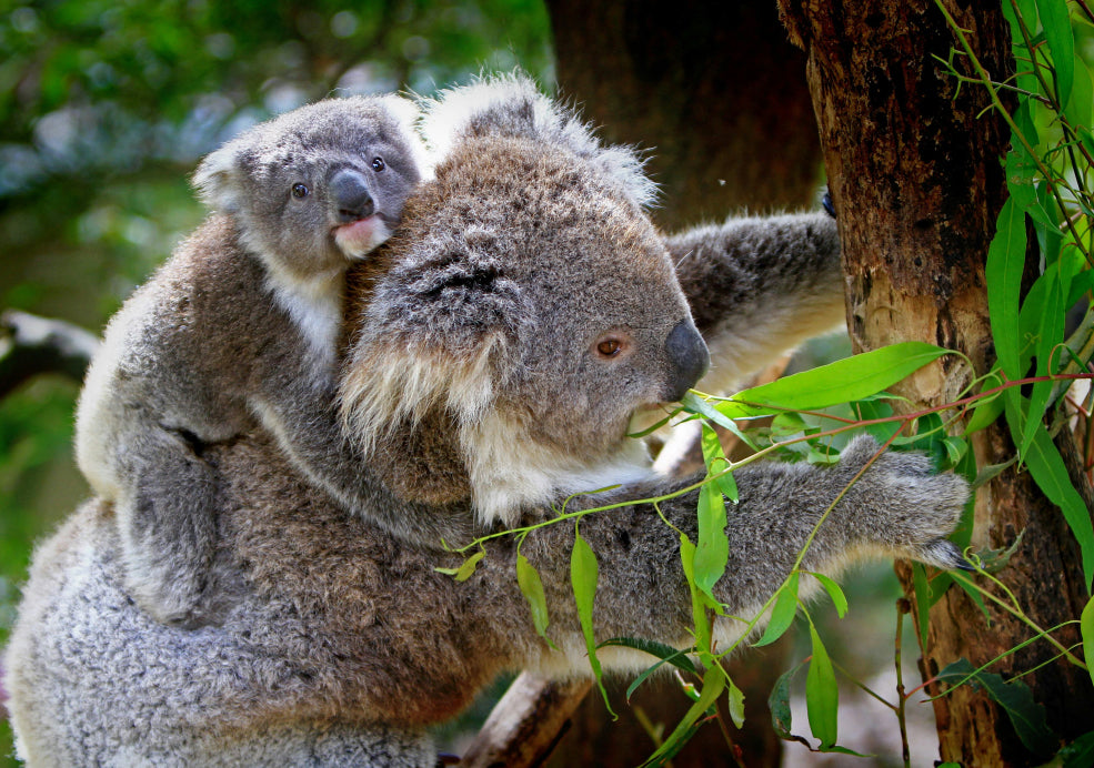 Eucalyptus: A Touch of the Australian Outback.