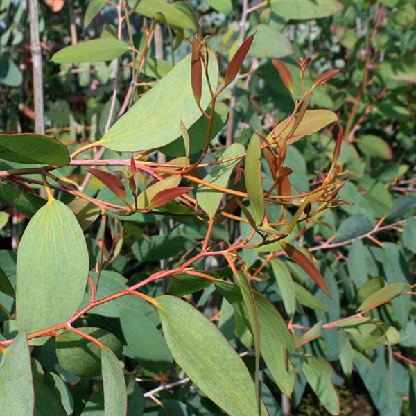 A detailed view of the Eucalyptus Niphophila - Alpine Snow Gum Tree, highlighting the vivid green and reddish tones of its leaves on branches. This image beautifully captures the natural allure of this fast-growing, evergreen tree in its native outdoor environment.