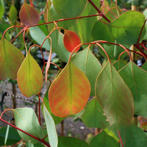 Close-up of the Eucalyptus camphora - Swamp Gum Tree, highlighting the evergreen foliage with green and red-tinted leaves and slender, red stems.