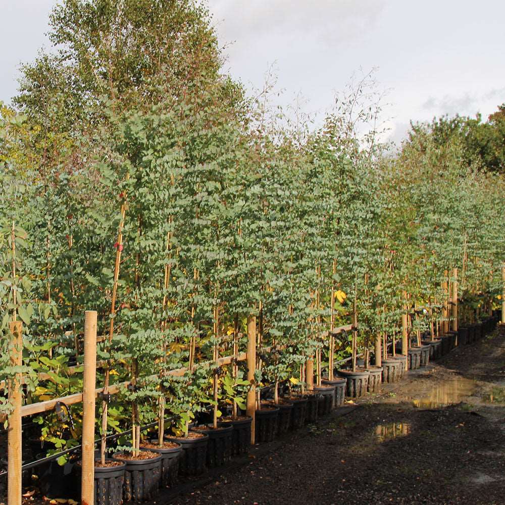 Young Eucalyptus gunnii trees, also known as Cider Gum Trees, with their unique blue-green foliage, are neatly arranged in black pots at the nursery. A gravel path winds its way through this orderly arrangement under a cloudy sky, showcasing the serene beauty of these specimens.