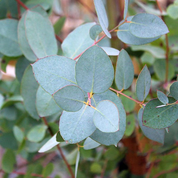 Close-up of the Eucalyptus gunnii - Cider Gum Tree leaves, featuring their distinctive bluish-green colour and rounded shape, highlighting the unique beauty of its foliage.