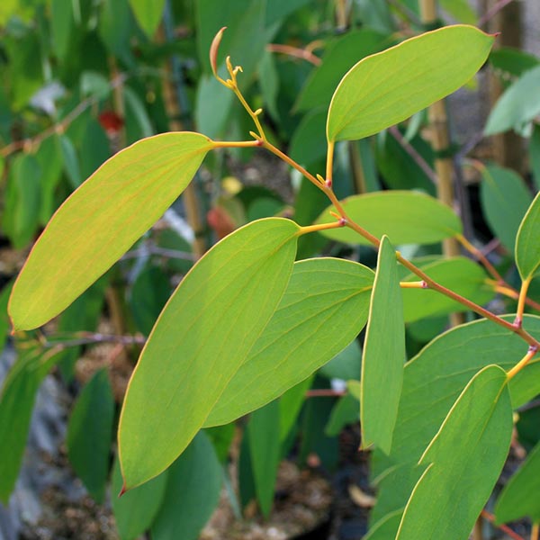 Close-up of a Eucalyptus pauciflora - Cabbage Gum Tree with long green leaves on a branch, showcasing the beauty of this small, attractive tree.