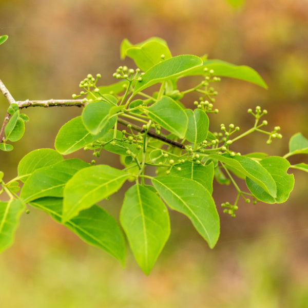 A close-up of a Euonymous hamiltonianus, also known as Hamilton's Spindle Tree, branch showcases vibrant green leaves and clusters of small, round buds. These features are set against a beautifully blurred background, capturing the essence of an autumn garden.