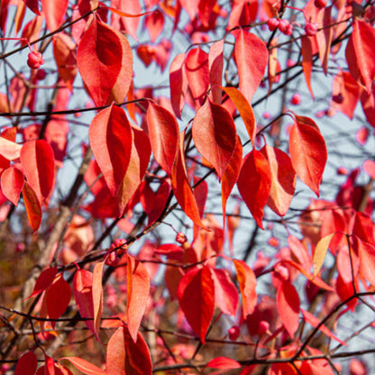 Close-up of vibrant red leaves on the Euonymous hamiltonianus - Hamilton’s Spindle Tree with thin branches against a clear blue sky, adding a touch of elegance to the autumn garden.