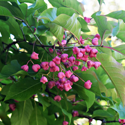 A branch adorned with clusters of small, vibrant pink flowers framed by lush green leaves enhances the beauty of an autumn garden. This scene is reminiscent of the captivating allure found in Euonymus hamiltonianus, also known as Hamilton's Spindle Tree.