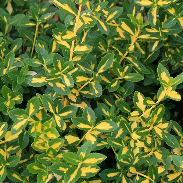 Euonymus Blondy, known as Variegated Fortunes Spindle, has dense green and yellow variegated leaves forming a bushy plant, perfect for adding vibrant color and year-round interest to your garden.