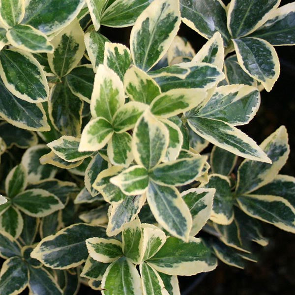 The Euonymus Bravo - Variegated Japanese Spindle displays a dense cluster of pointed leaves with stunning variegated green and cream foliage.