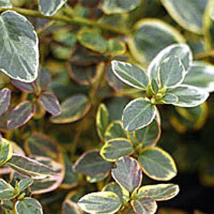 Close-up of the green and purple variegated leaves with yellow edges characteristic of the Euonymus Canadale Gold ground cover shrub.