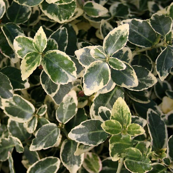 The Euonymus Emerald Gaiety - Evergreen Bittersweet shrub features four-pointed leaves with dark green centers and cream edges, making it a striking addition to any garden.