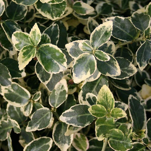 Euonymus Emerald Gaiety - Evergreen Bittersweet