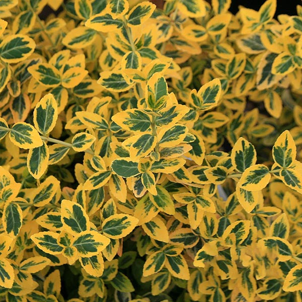 A close-up of Euonymus Emerald n Gold, an evergreen shrub, reveals its densely packed small oval leaves with green and yellow variegation.