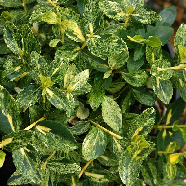 Close-up of Euonymus Harlequin - Variegated Fortunes Spindle, showing variegated green leaves with yellow speckles and edges, featuring light and dark green hues typical of this evergreen shrubs striking foliage.