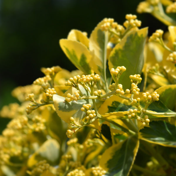 A close-up of the Euonymus Marieke - Japanese Spindle Ovatus Aureus showcases its yellow and green variegated leaves with small yellow buds, beautifully illuminated by sunlight against a blurred green backdrop, highlighting its evergreen charm.