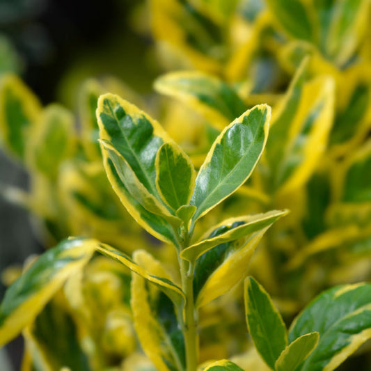 Close-up of green leaves with yellow edges on a Euonymus Marieke - Japanese Spindle Ovatus Aureus.