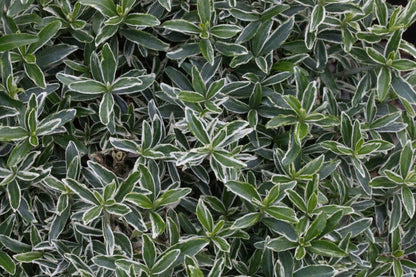 A close-up showcases the dense green foliage with striking variegated leaves of the Euonymus Michrophyllus Albovariegatus, commonly known as the Japanese Spindle Tree, an evergreen shrub.