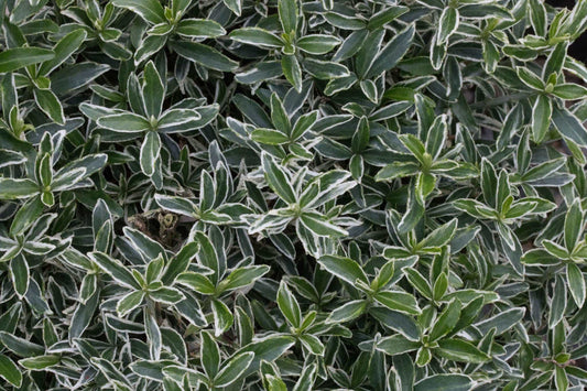 Euonymus Michrophyllus Albovariegatus - Japanese Spindle Tree