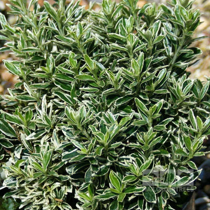 Close-up of an evergreen shrub featuring small green leaves with white edges, resembling the Euonymus Michrophyllus Albovariegatus - Japanese Spindle Tree with its beautiful variegated foliage.