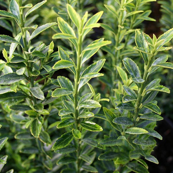 A close-up shows the lush green foliage of the Euonymus Michrophyllus Aureovariegatus, also known as the Japanese Spindle Tree, displaying multiple stems and small leaves, an evergreen plant brimming with vitality.