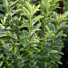 Euonymus Michrophyllus Aureovariegatus - Japanese Spindle Tree