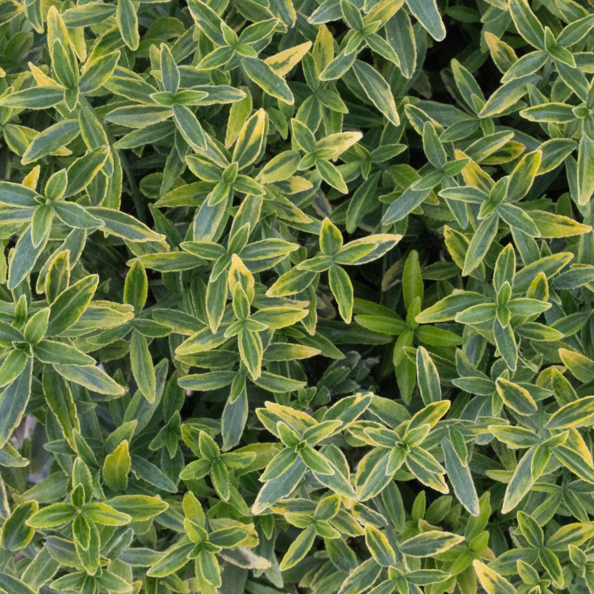 A close-up of the dense evergreen foliage with small leaves and yellow edges highlights the resilient beauty of the Euonymus Michrophyllus Pulchellus, known for its drought tolerance.