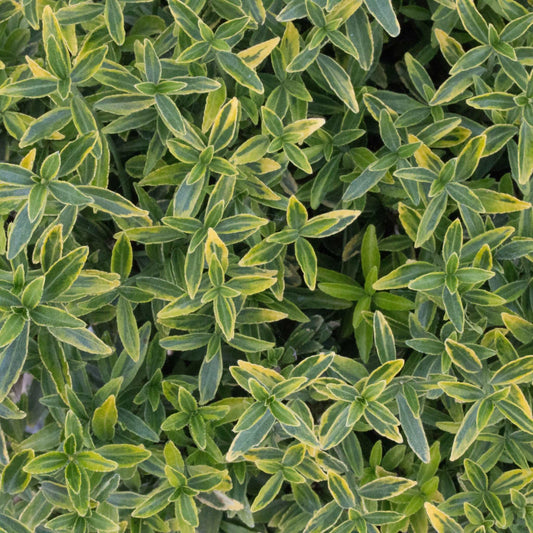 Euonymus Michrophyllus Pulchellus - Japanese Spindle Tree