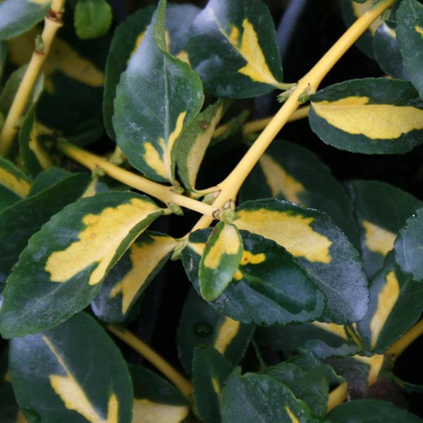 Variegated green and yellow leaves on the Euonymus Mickaela - Evergreen Bittersweet groundcover display pale green stems, featuring a blend of solid and marbled patterns.