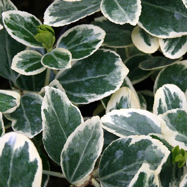 Close-up of the glossy green and white variegated leaves of the compact Euonymus President Gauthier - Japanese Spindle Tree, highlighting its delicate beauty.