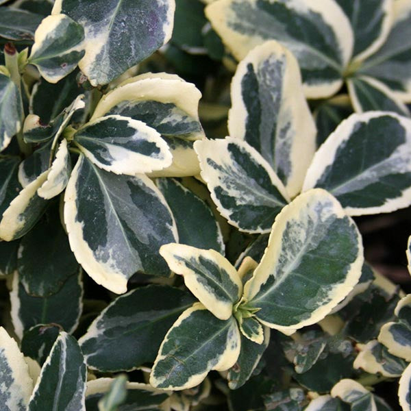 Close-up of Euonymus Silver Queen leaves showing green centers, cream edges, and silver margins.